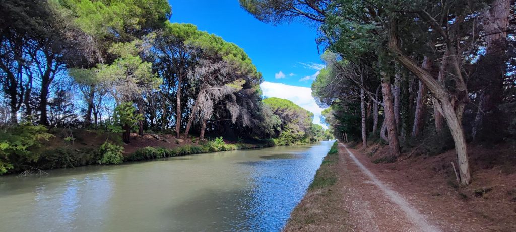 Photo de la piste cyclable bordée de pin parasol sur la rive droite du Canal du midi entre Argelier et le Somail