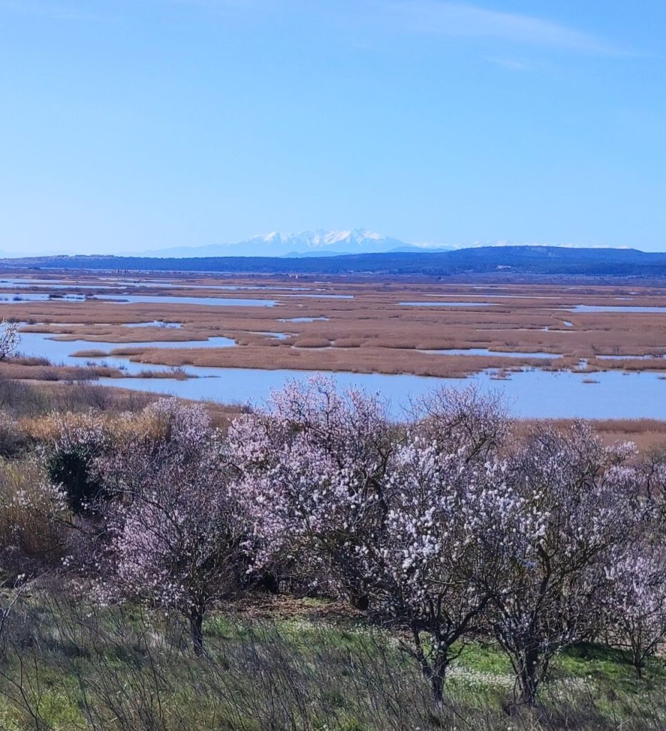 Photo de l'étang de Vendres avec vue sur les arbres fruitiers en fleurs et les Pyrénées enneigées