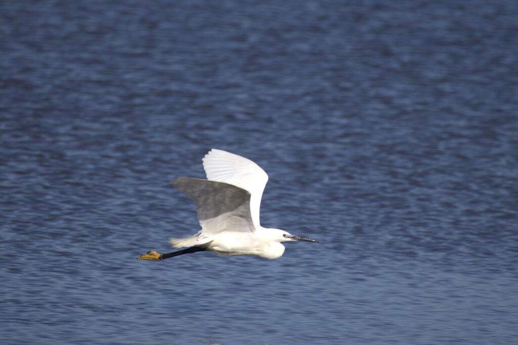 Photo d'Aigrette Garzette en vol au dessus de la Grande Maïre de Portiragnes Plage