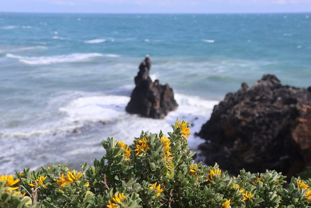 Photo de la Luzerne Arborescente jaune et verte avec en fond les roches volcaniques sombres du Cap d'Agde et le bleu de la mer Méditerranée