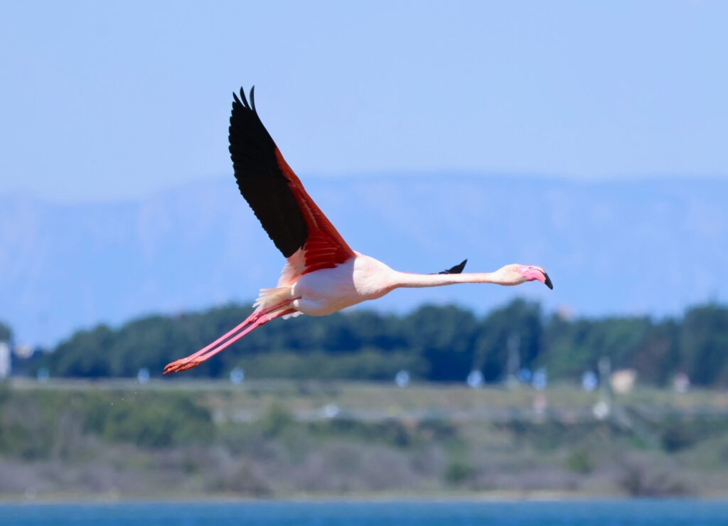 Photo d'un flamand rose en vol avec les ailes pleinement déployées sur l'étang de Leucate