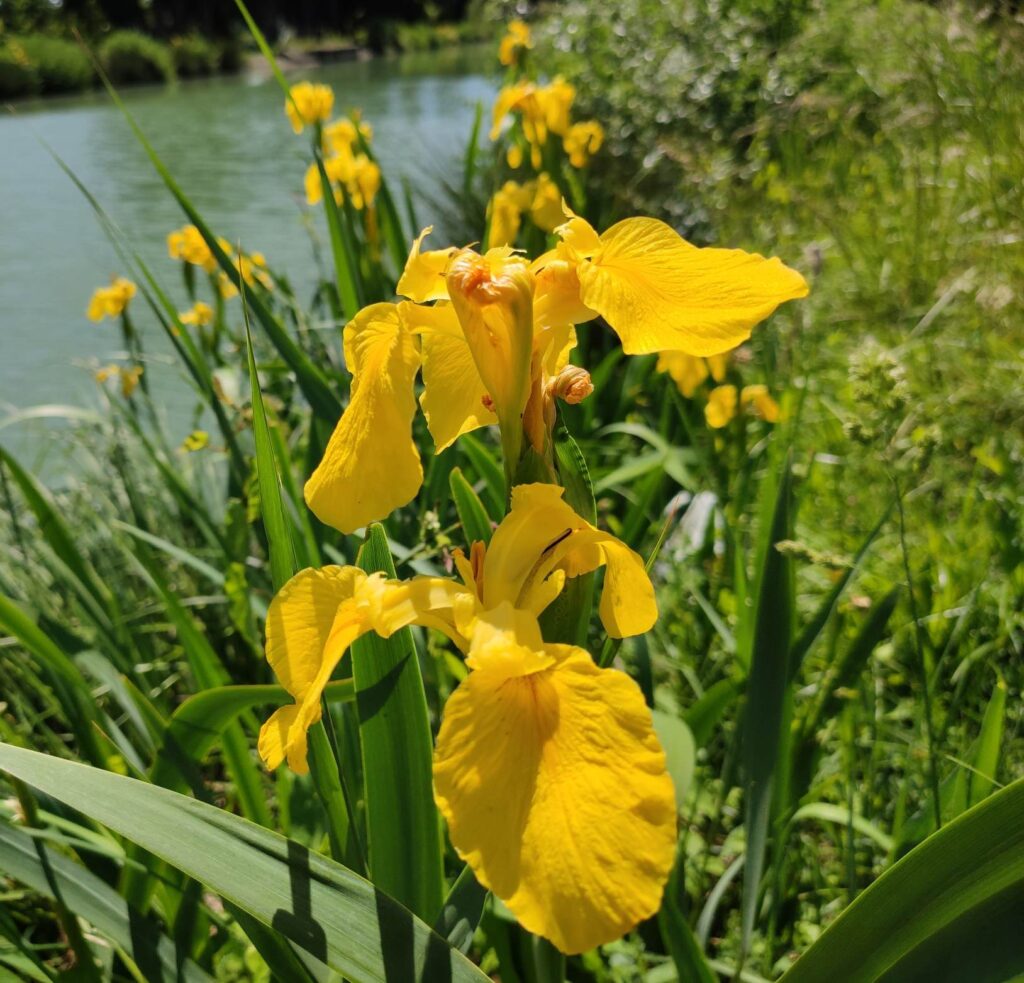 photo d'iris d'eau en gros plan sur les rives du canal du midi à proximité de Béziers