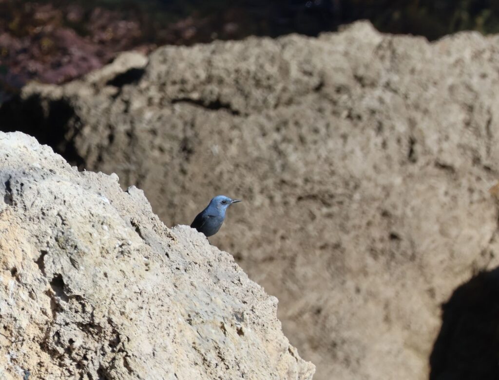 Photo d'un Monticole ou merle bleu sur les roches des falaises de Leucate